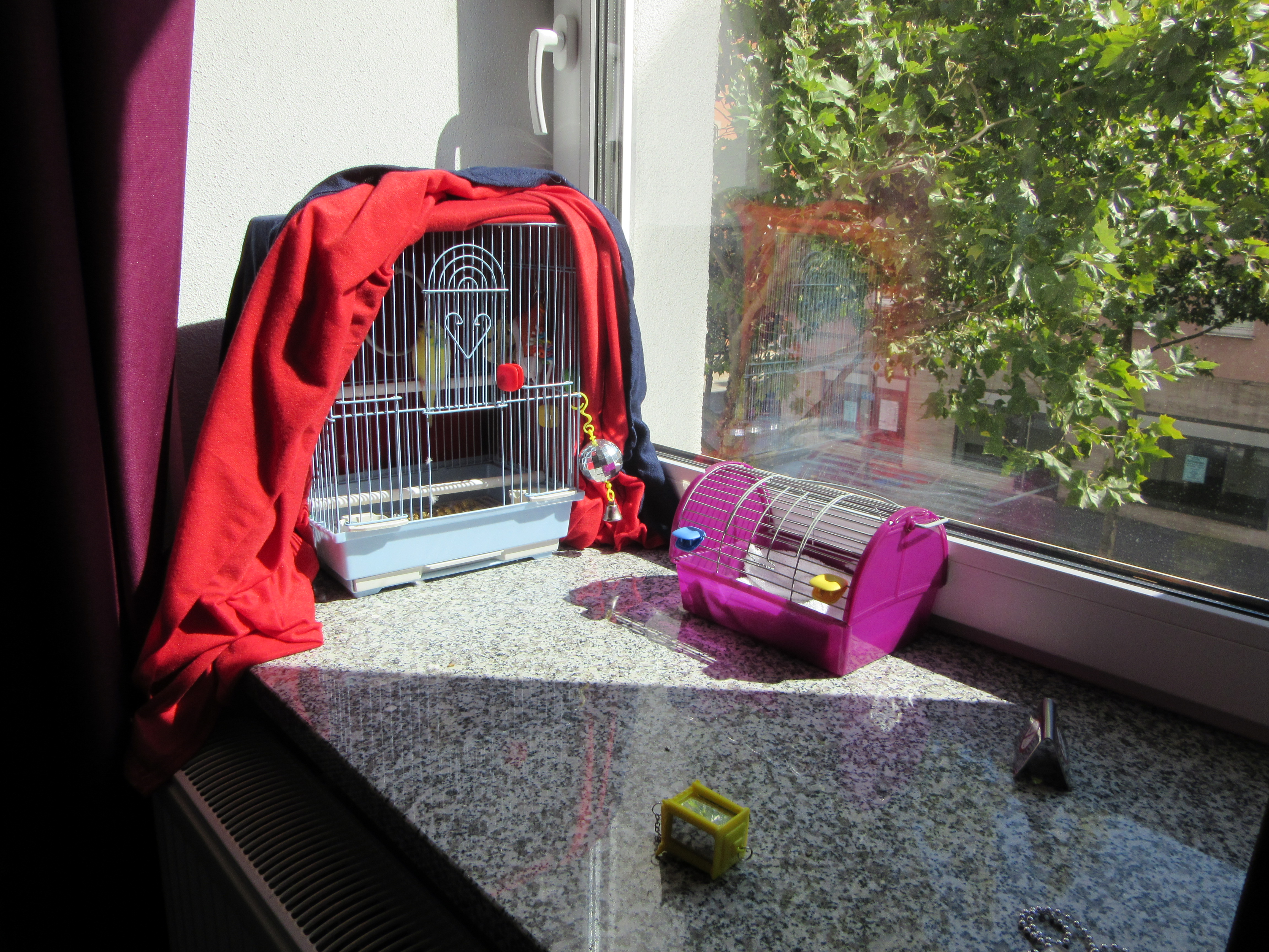 bird in window