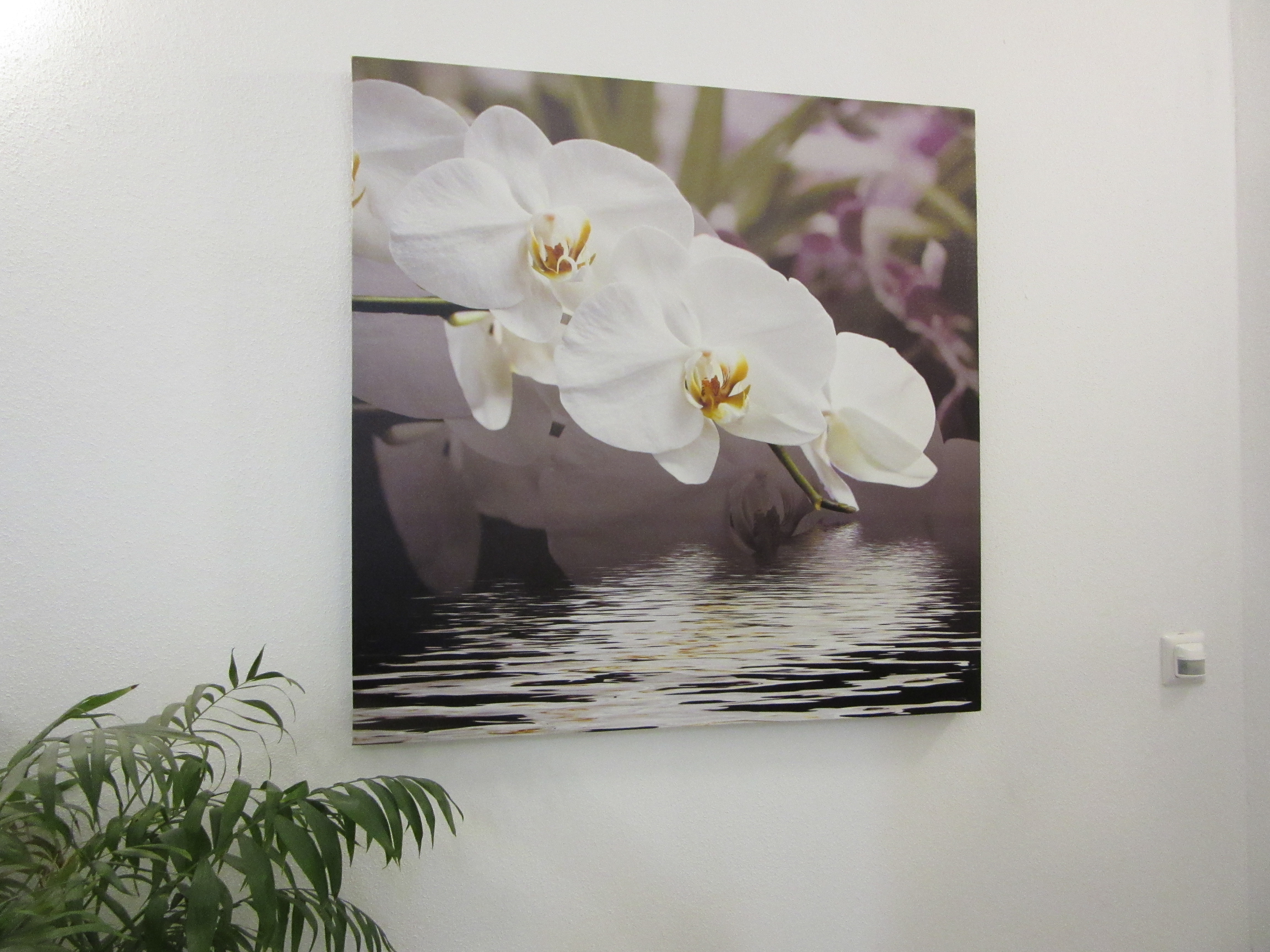 flower photo