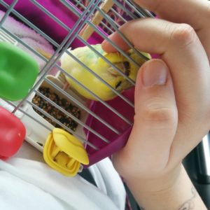 Our pet bird.| Repatriation: Our First Week Back in the USA.