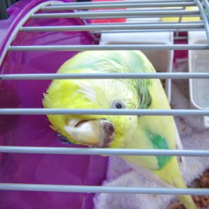 Our pet bird.| Repatriation: Our First Week Back in the USA.