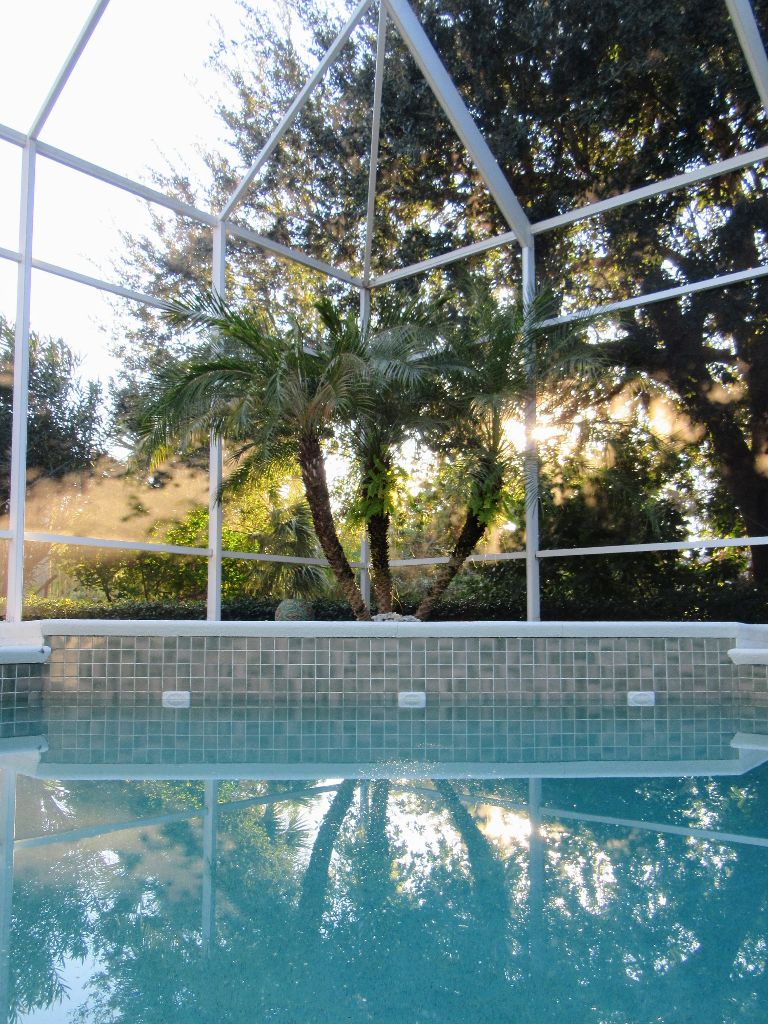 Palm tree pool view. | 100 Days Back Home.