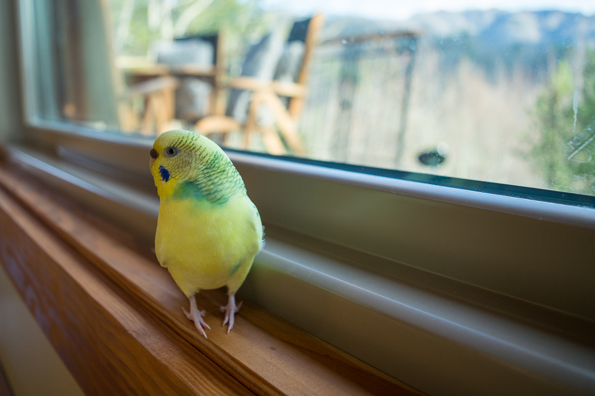 My budgie, Koopa, at the Stecoah House.