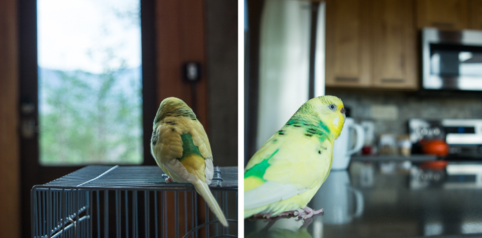 My budgie, Koopa, at the Stecoah House.