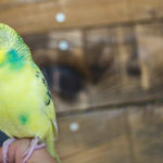Koopa the Traveling Pet Budgie. Koopa the Traveling Pet Budgie.