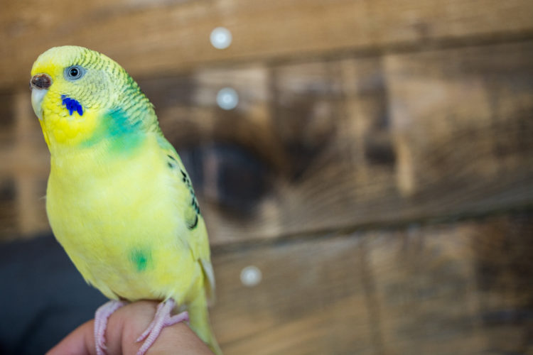 Koopa the Traveling Pet Budgie. | My Meena Life