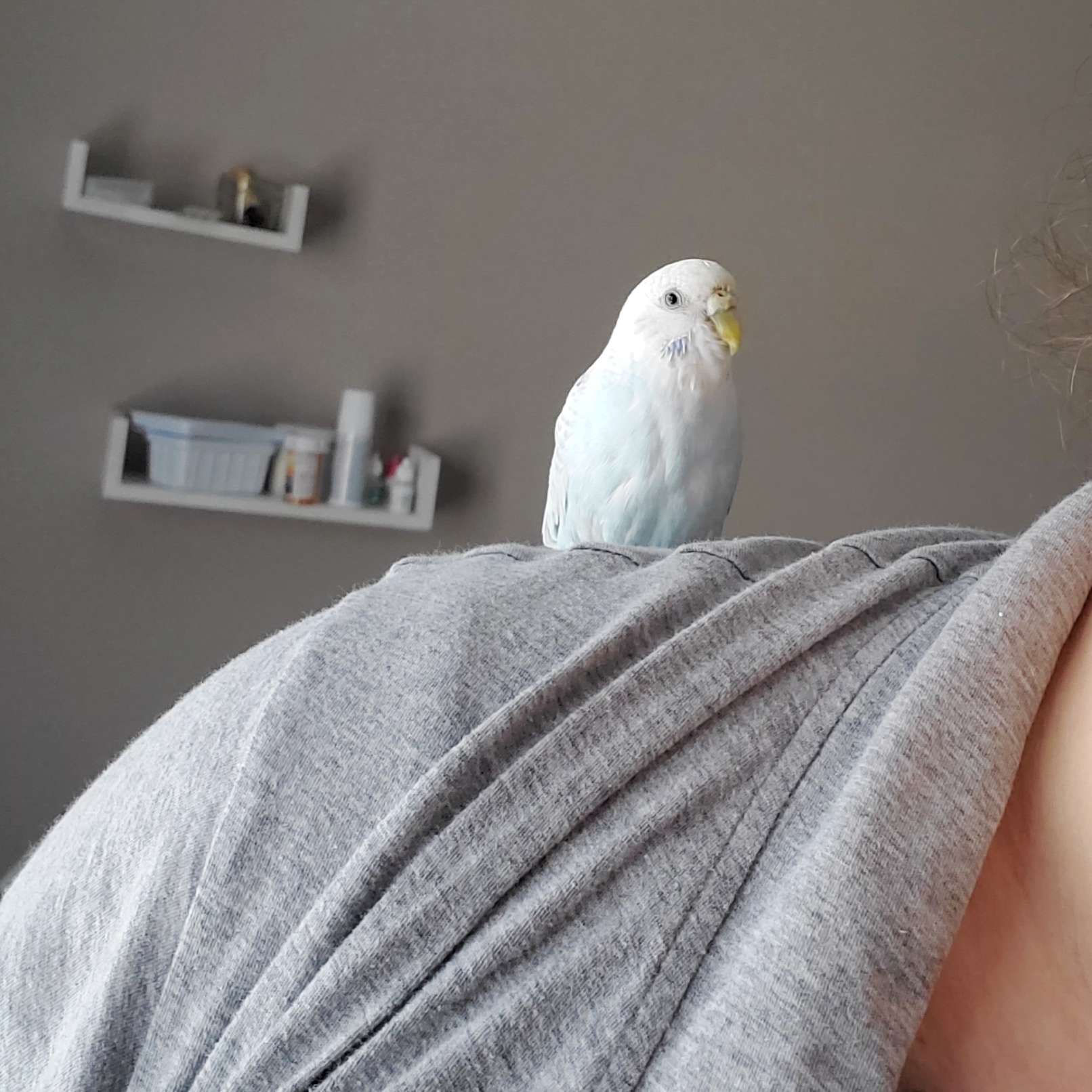blue budgie